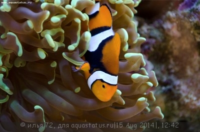 Клоун перкула (Amphiprion percula)