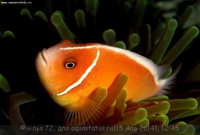 Клоун розовый (Amphiprion perideraion)