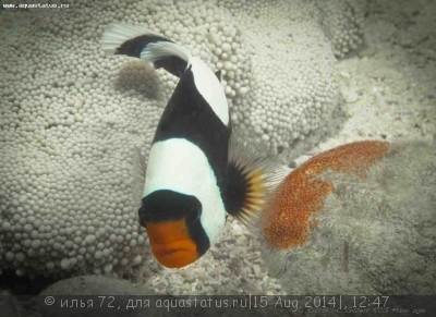 Фото Клоун седловидный Amphiprion polymnus  (photo#58667)