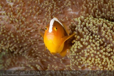 Фото Клоун оранжевый, скунсовый Amphiprion sandaracinos  (photo#58668)