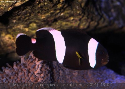 Фото Клоун себае Amphiprion sebae  (photo#58669)