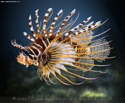 Крылатка лучистая (Pterois antennata)