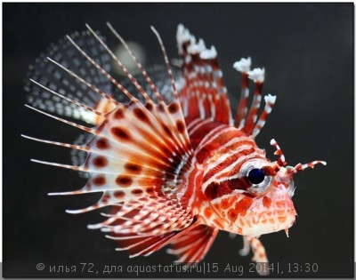 Фото Крылатка момбасская Pterois mombasae  (photo#58676)