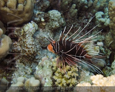 Крылатка радиальная, огненная (Pterois radiata)