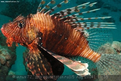 Крылатка русселя (Pterois russelli)