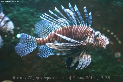 Крылатка зебра (Pterois volitans)