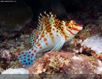 Фото Кудрепер – сокол Cirrhitichthys falco  (photo#58682)