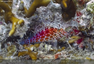 Кудрепер краснопятнистый (Cirrhitichthys oxycephalus)