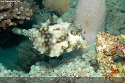 Кузовок горбатый (треугольный) (Tetrosomus gibbosus)