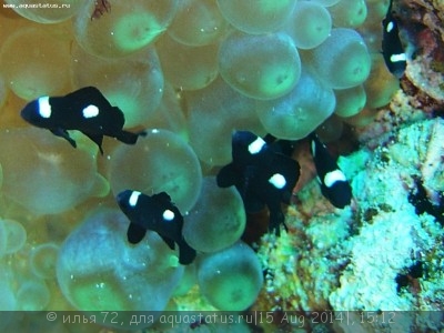 Дасцилл трехпятнистый, рыба-домино (Dascyllus trimaculatus)