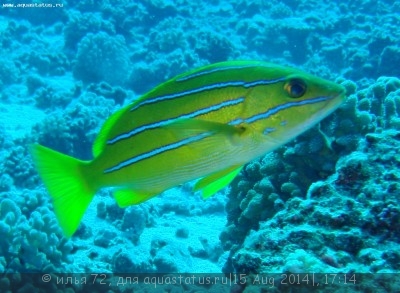 Луциан кашмирский (желто-синий) (Lutjanus kasmira)