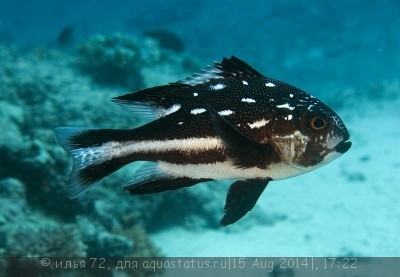 Маколор пятнистый (Macolor macularis)