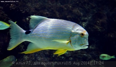 Симфорихт синеполосый (Symphorichthys spilurus)