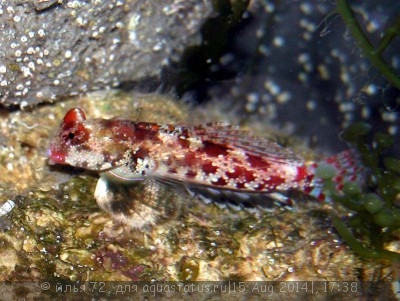 Фото Мандаринка звездчатая Synchiropus stellatus  (photo#58728)