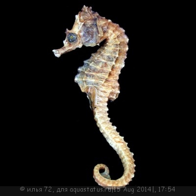 Конек морской эректус (Hippocampus erectus)