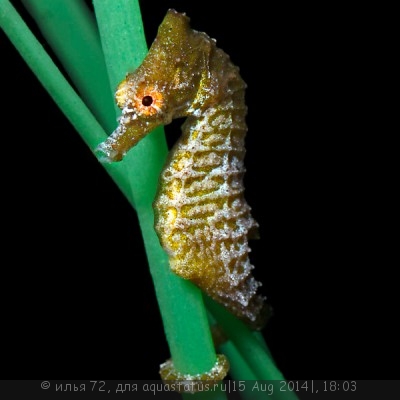 Конек морской (Hippocampus zosterae)