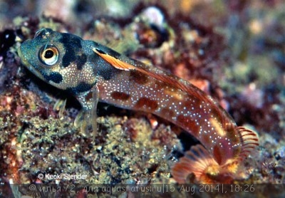 Собачка макроспилус (Acanthemblemaria macrospilus)