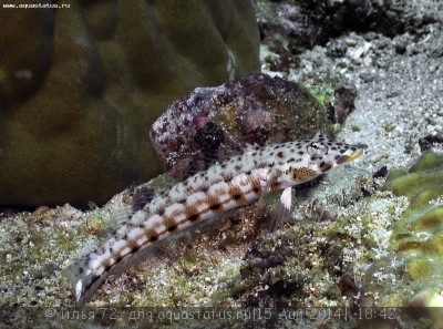 Собачка макроспилус (Crossosalarias macrospilus)