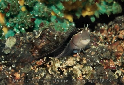 Собачка полосатая (Ecsenius lineatus)