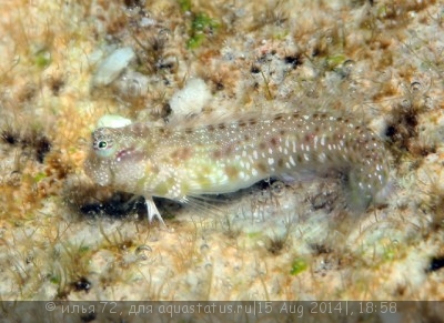 Собачка морская (Hypsoblennius exstochilus)