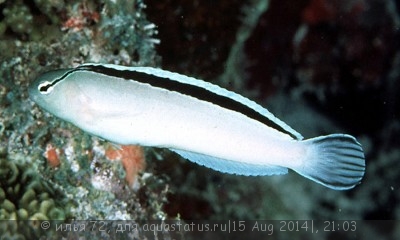 Фото Собачка узорчатая лирохвостая Смита Meiacanthus smithi  (photo#58754)