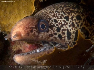 Гимноторакс сетчатый (Gymnothorax richardsonii)