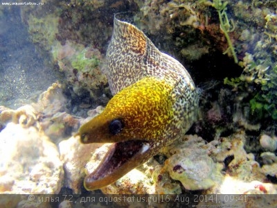 Гимноторакс волнистый (Gymnothorax undulatus)