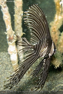 Платакс горбатоголовый (Platax batavianus)