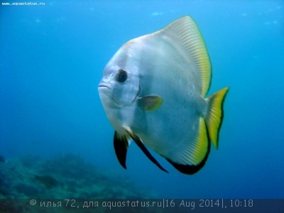 Платакс голубой (Platax orbicularis)