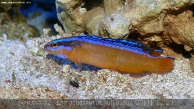 Псевдохромис желтый синеполосый (арабский) (Pseudochromis aldabraensis)