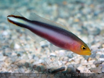 Псевдохромис битаениатус (Pseudochromis bitaeniatus)