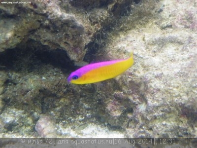 Фото Псевдохромис диадема Pseudochromis diadema  (photo#58802)