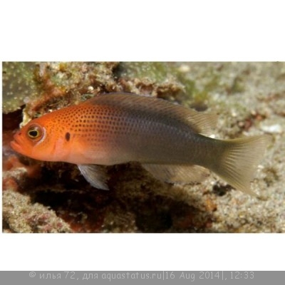 Псевдохромис дилектус (Pseudochromis dilectus)