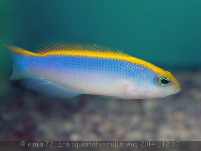 Псевдохромис Солнечный окунек (Pseudochromis flavivertex)