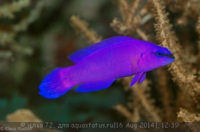 Псевдохромис Фридмана (Pseudochromis fridmani)