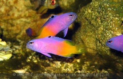 Грамма двухцветная (Pictichromis paccagnellae)