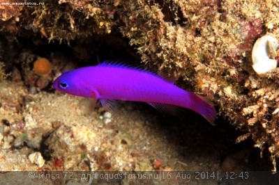 Псевдохромис фиолетовый (Pseudochromis porphyreus)