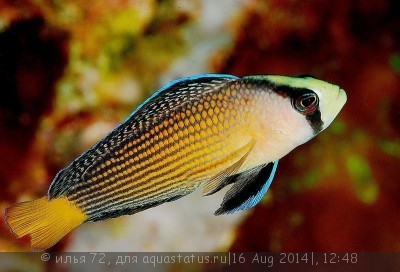 Псевдохромис роскошный (Pseudochromis splendens)