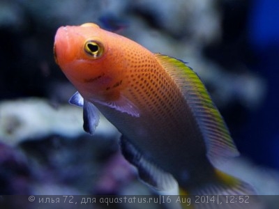 Псевдохромис лирохвостый (Pseudochromis steenei)