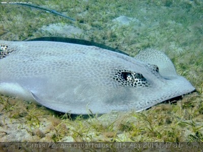 Скат Хвостокол леопардовый (Himantura undulata)