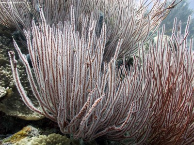 Горгонария Ктеноцелла (Ctenocella sp.)