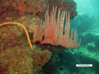 Горгонария Ктеноцелла (Ctenocella sp.)