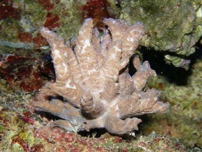 Альциониум (Alcyonium sp.)