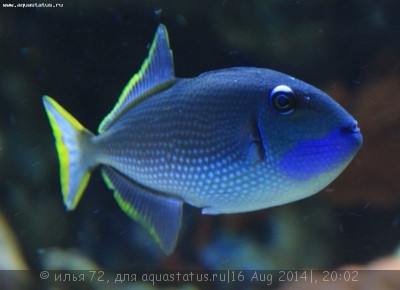 Спинорог голуборылый (Blue Throat Triggerfish)