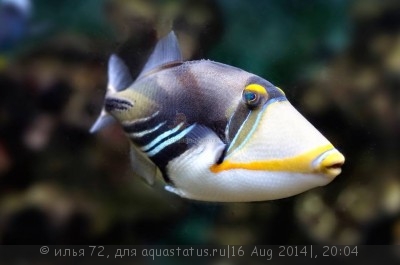 Спинорог краснозубый (Humu Picasso Triggerfish)