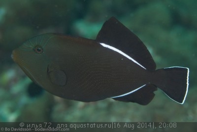 Фото Спинорог-мелихт индийский Melichthys indicus  (photo#58876)