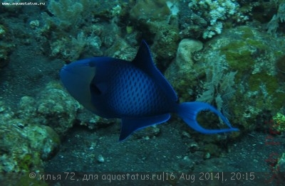 Спинорог черный, краснозубый спинорог (Odonus niger)