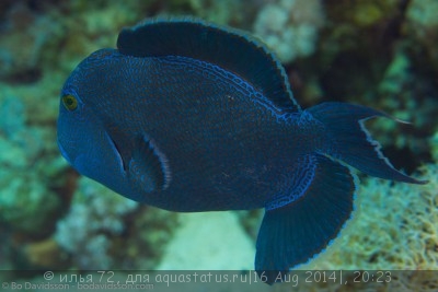 Спинорог-псевдобалист синеполосый (королевский) (Pseudobalistes fuscus)