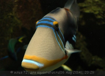 Спинорог Пикассо колючий (акулеатус) (Rhinecanthus aculeatus)