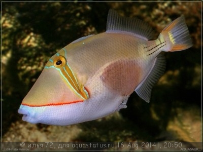 Спинорог чернобрюхий, голова (Rhinecanthus verrucosus)